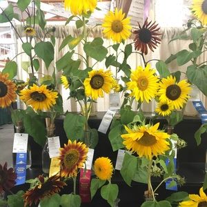 Meet your Posher, Annalynn